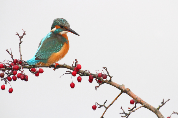 Jégmadár csendélet