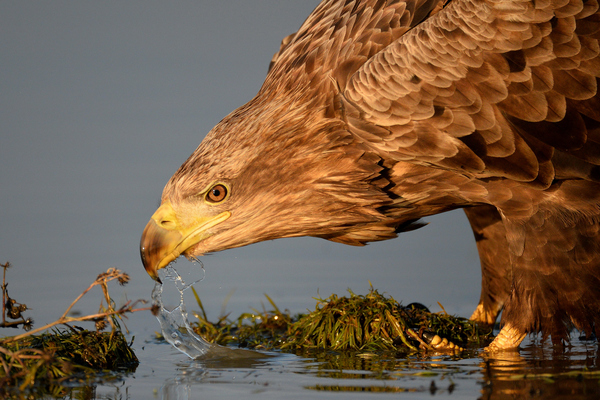 reggeli kortyolgatás