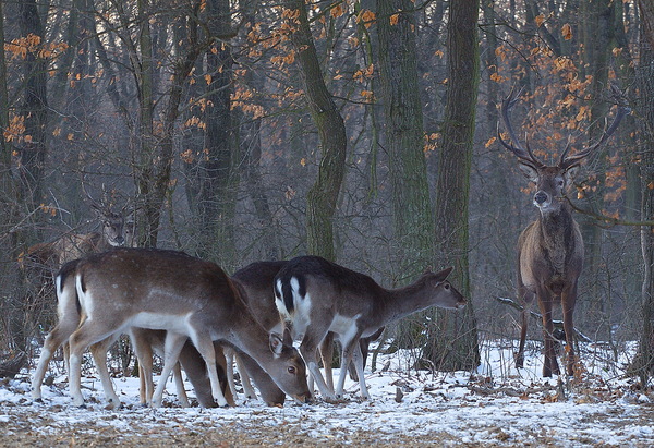 ...van,de nem adunk...!..