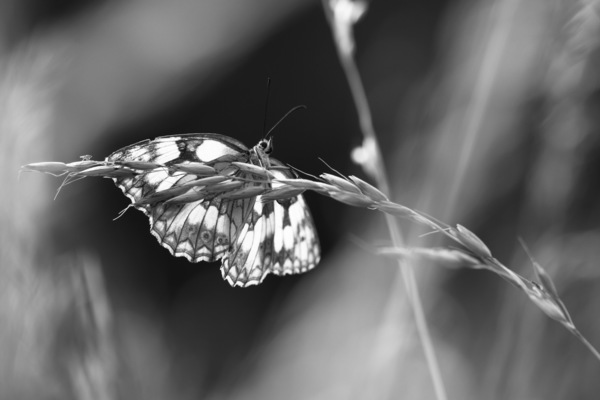 A sakktábla királynője