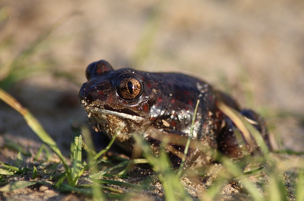 Elvarázsolt királyfi