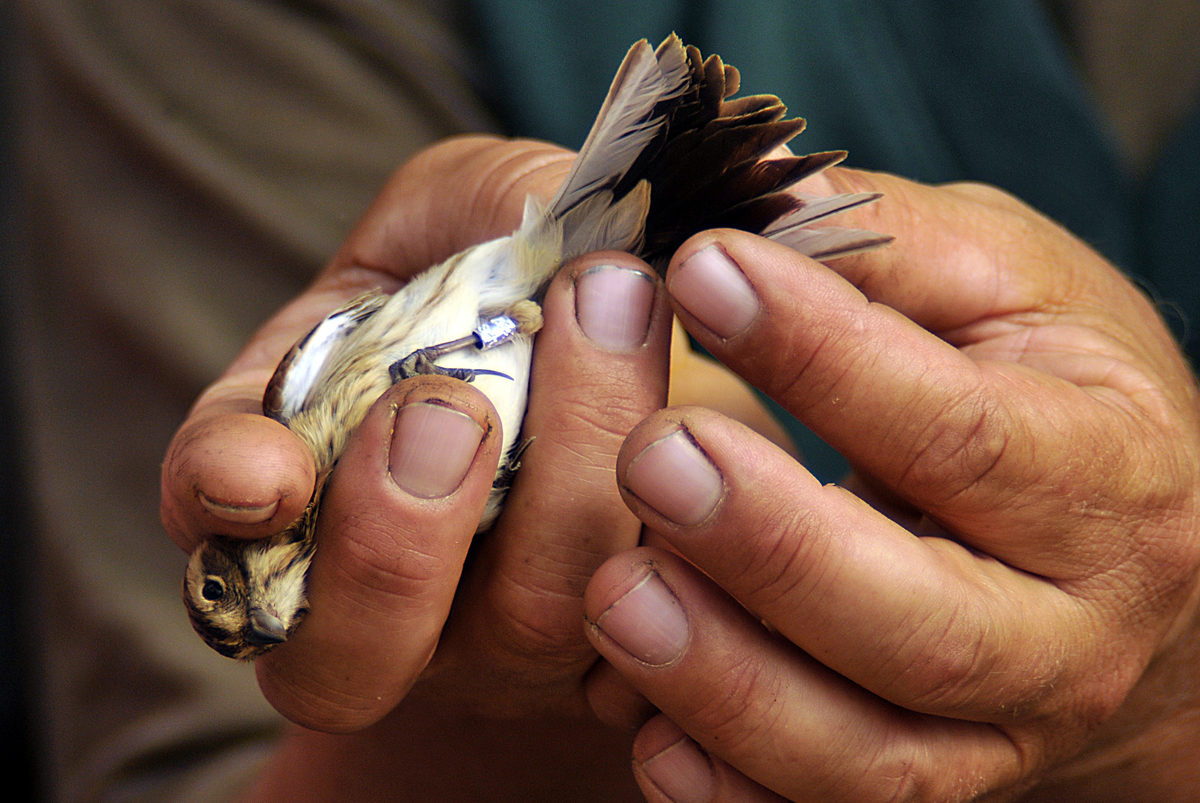 Gaál Zoltán Péter