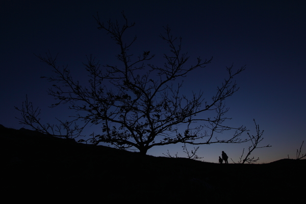 Óriásfa és a törpék