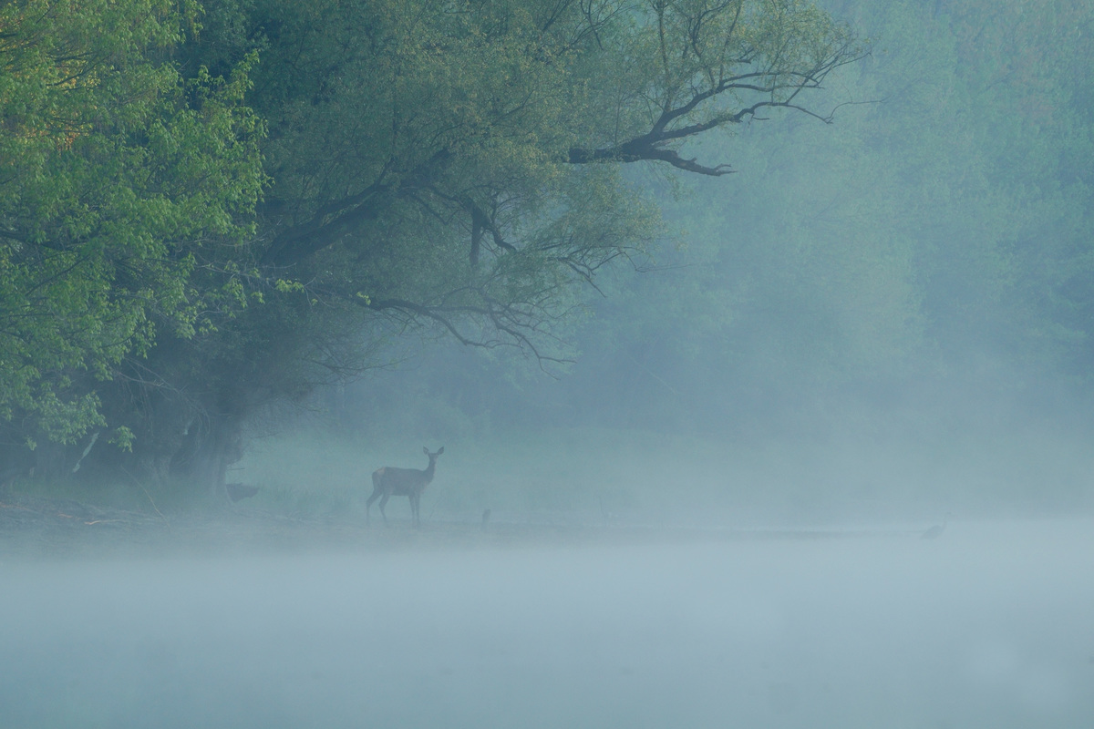Kalmár Lajos Gábor