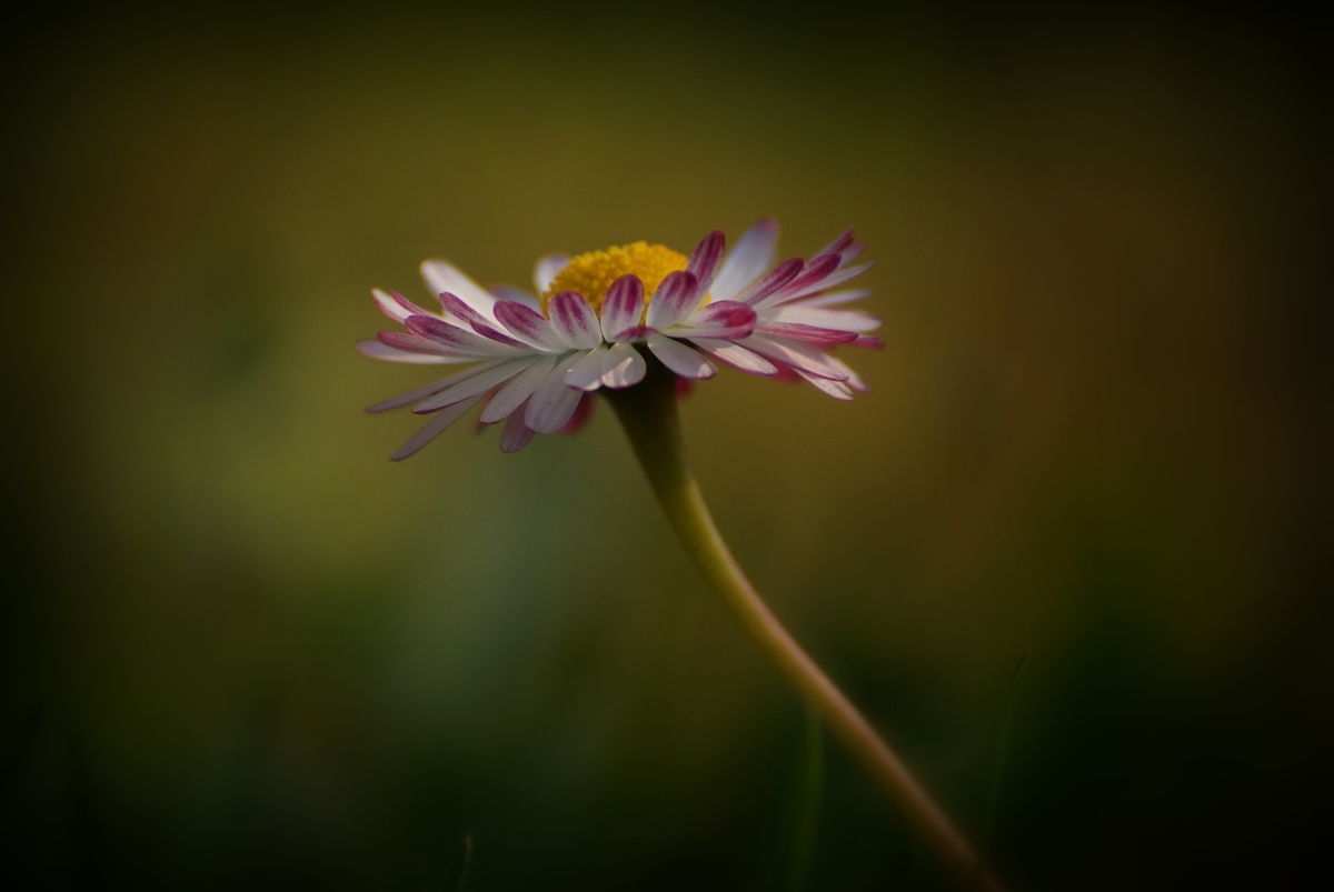 Laczkó-Magyar György
