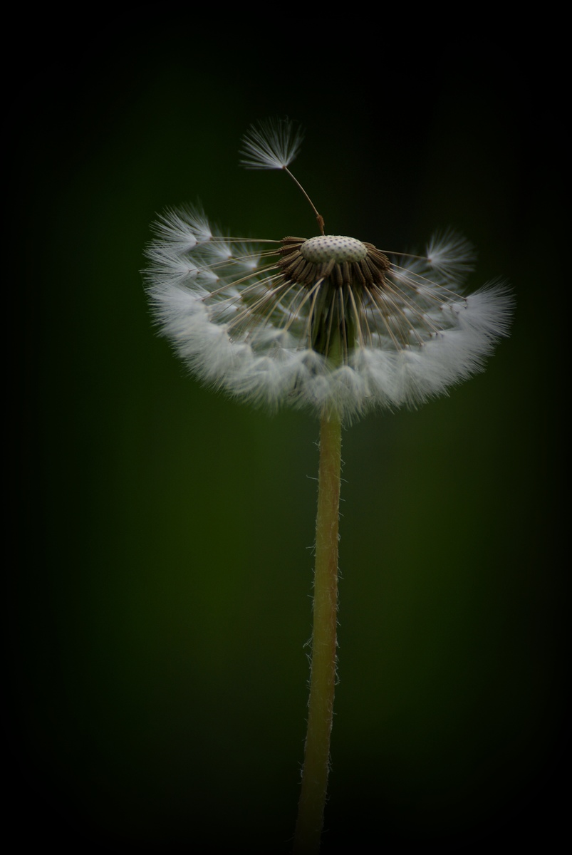 Laczkó-Magyar György