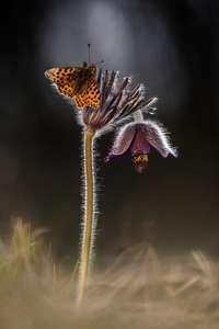 Tavaszi varázs Tavaszi varázs