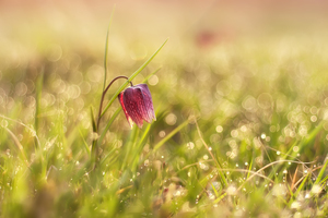 Gyémánt rét Gyémánt rét