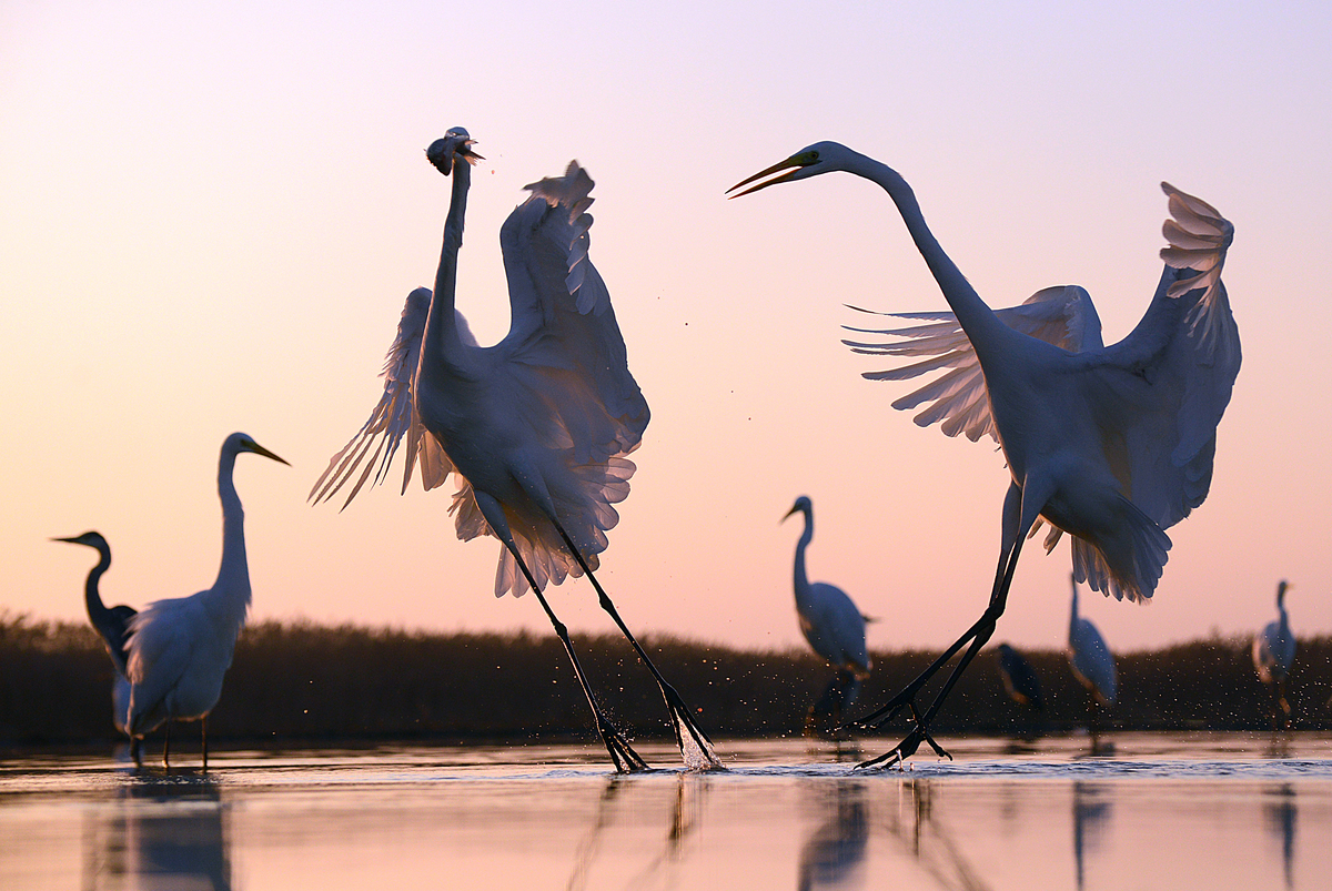 Gaál Zoltán Péter