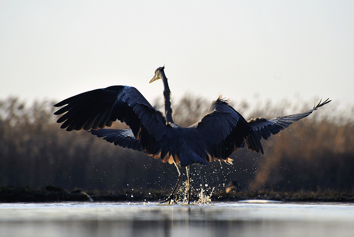 Gaál Zoltán Péter