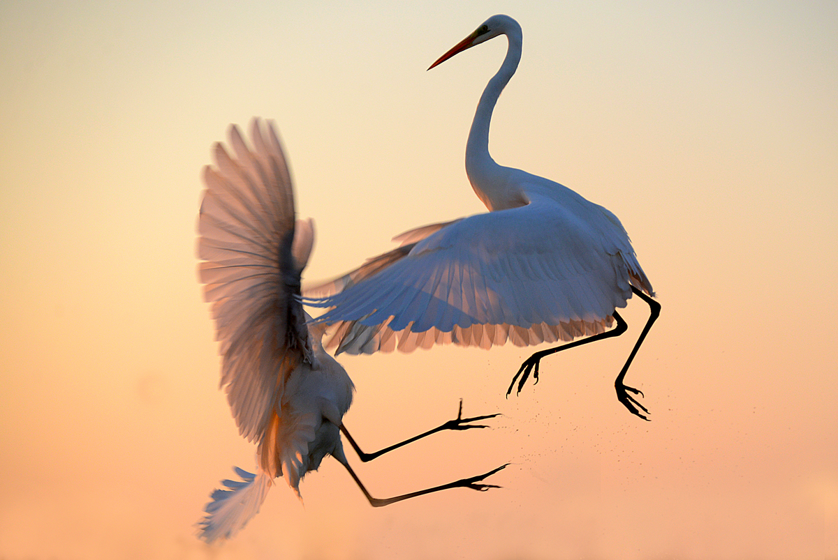 Gaál Zoltán Péter