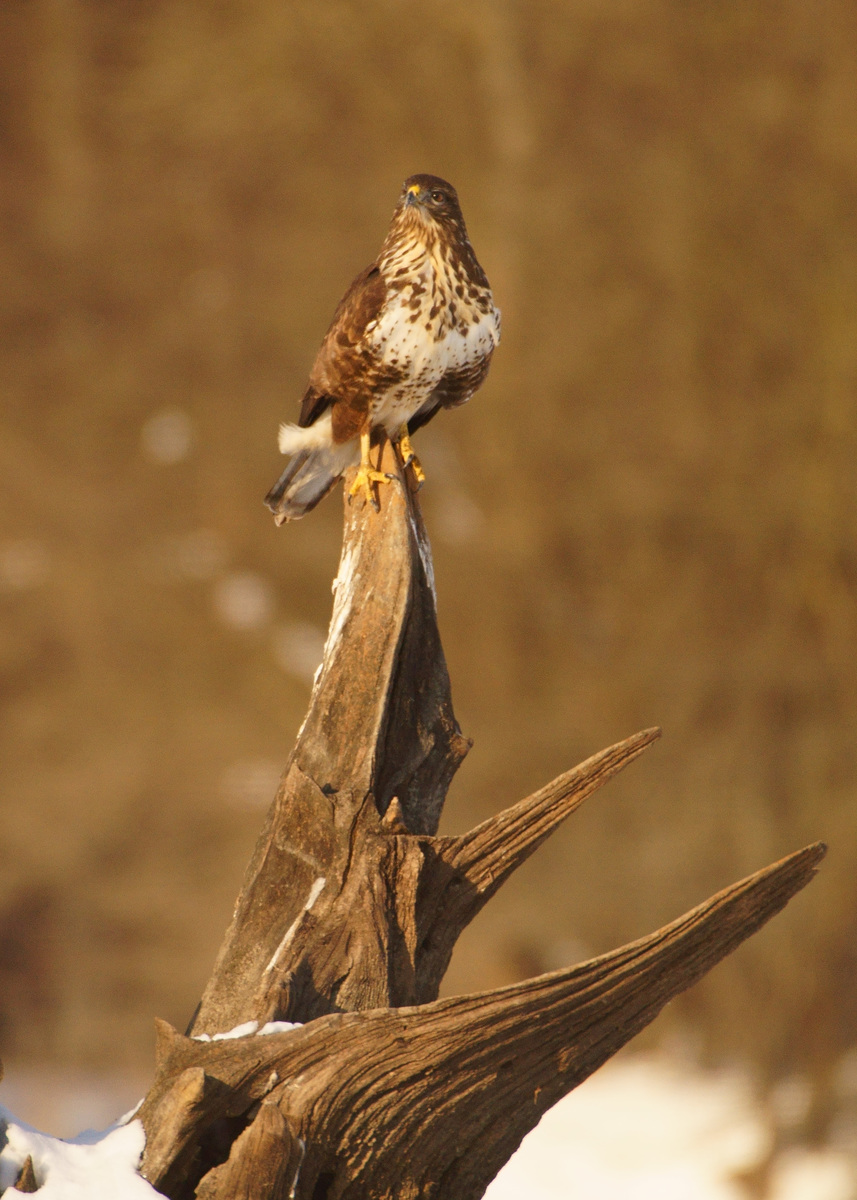 Kalmár Lajos Gábor