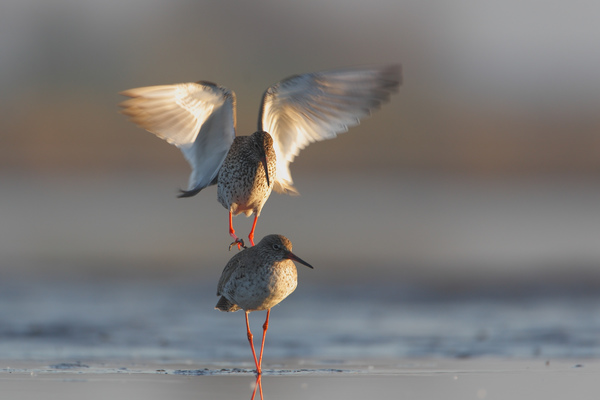 Piroslábú cankók násza