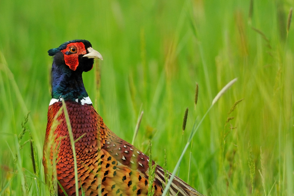 Visszatekintő fácánkakas