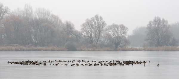 Fázunk a lihogónál