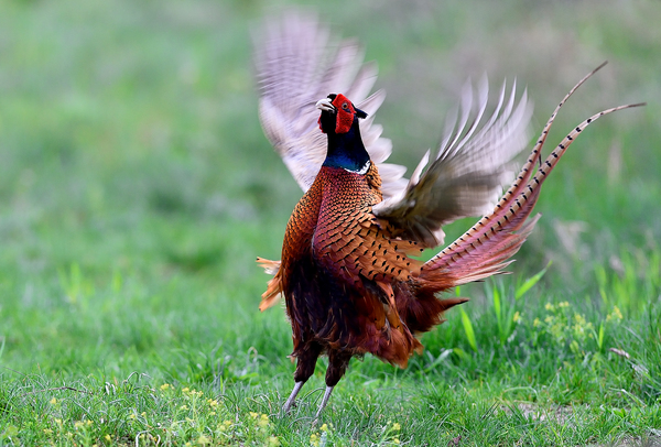 Dürgő fácánkakas