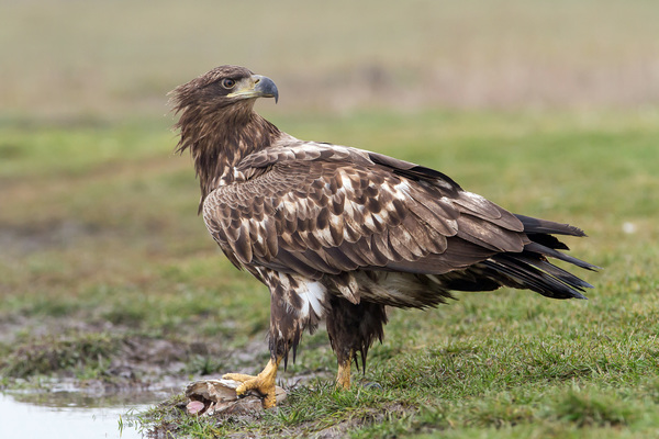 Fital rétisas zsákmánnyal
