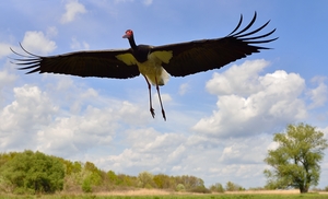 Megjöttem! Megjöttem!