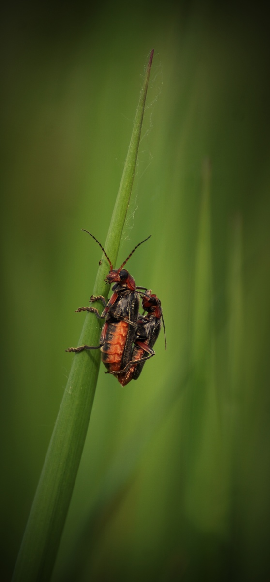 Laczkó-Magyar György