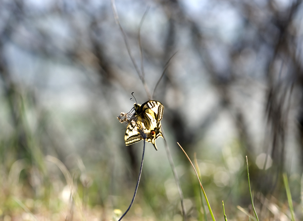 Papilio machaon