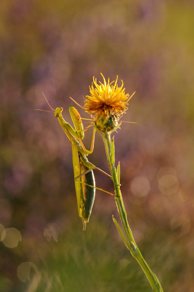 Ájtatos manó reggele