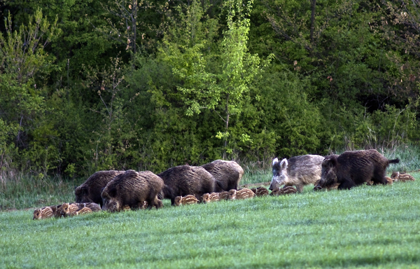 Meglepő találkozás