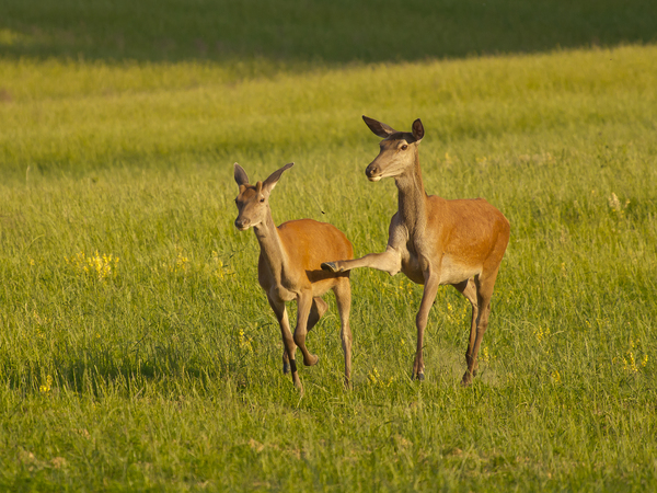 Állj,csak meg fiam!