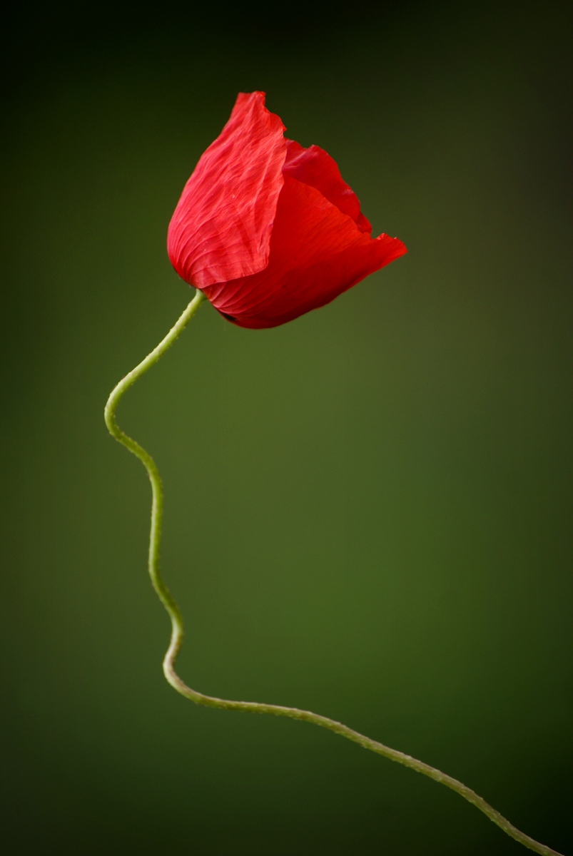 Laczkó-Magyar György