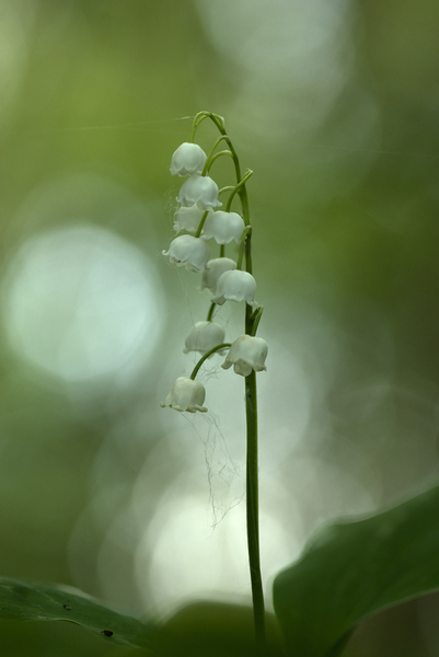 Convallaria majalis