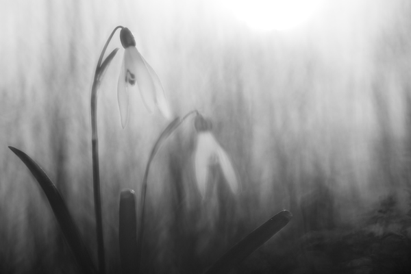 Hóvirág B&W