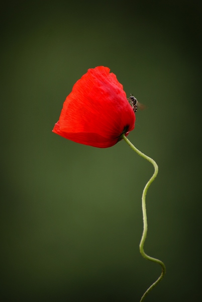 Ön a girbe-gurba Pipacs?