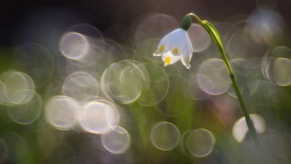 Ártéri harangvarázs