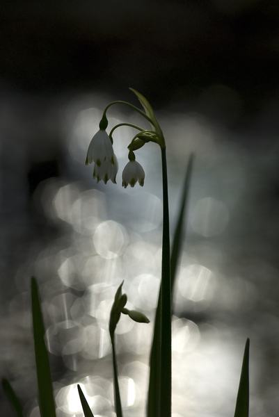Leucojum aestivum