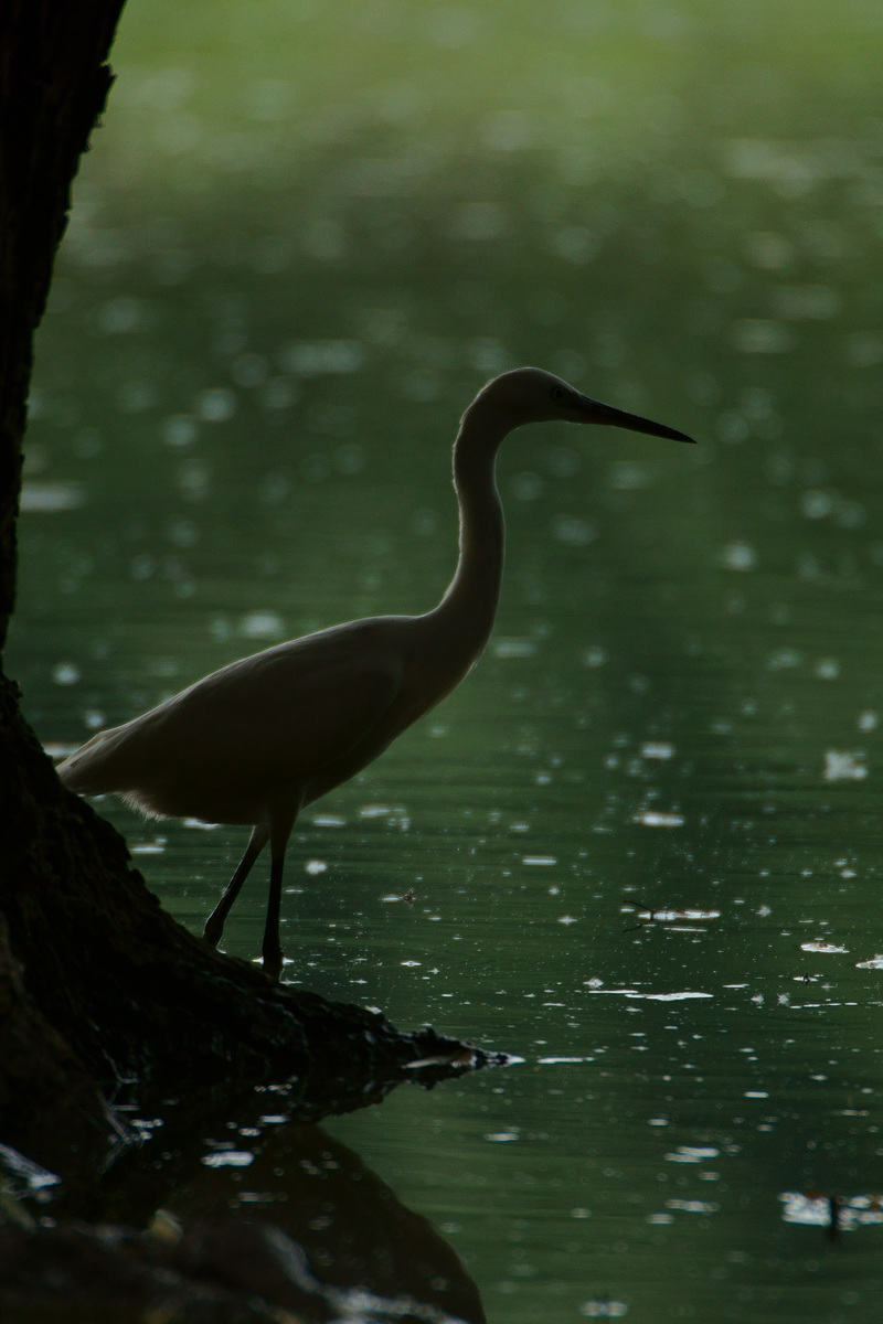 Kalmár Lajos Gábor