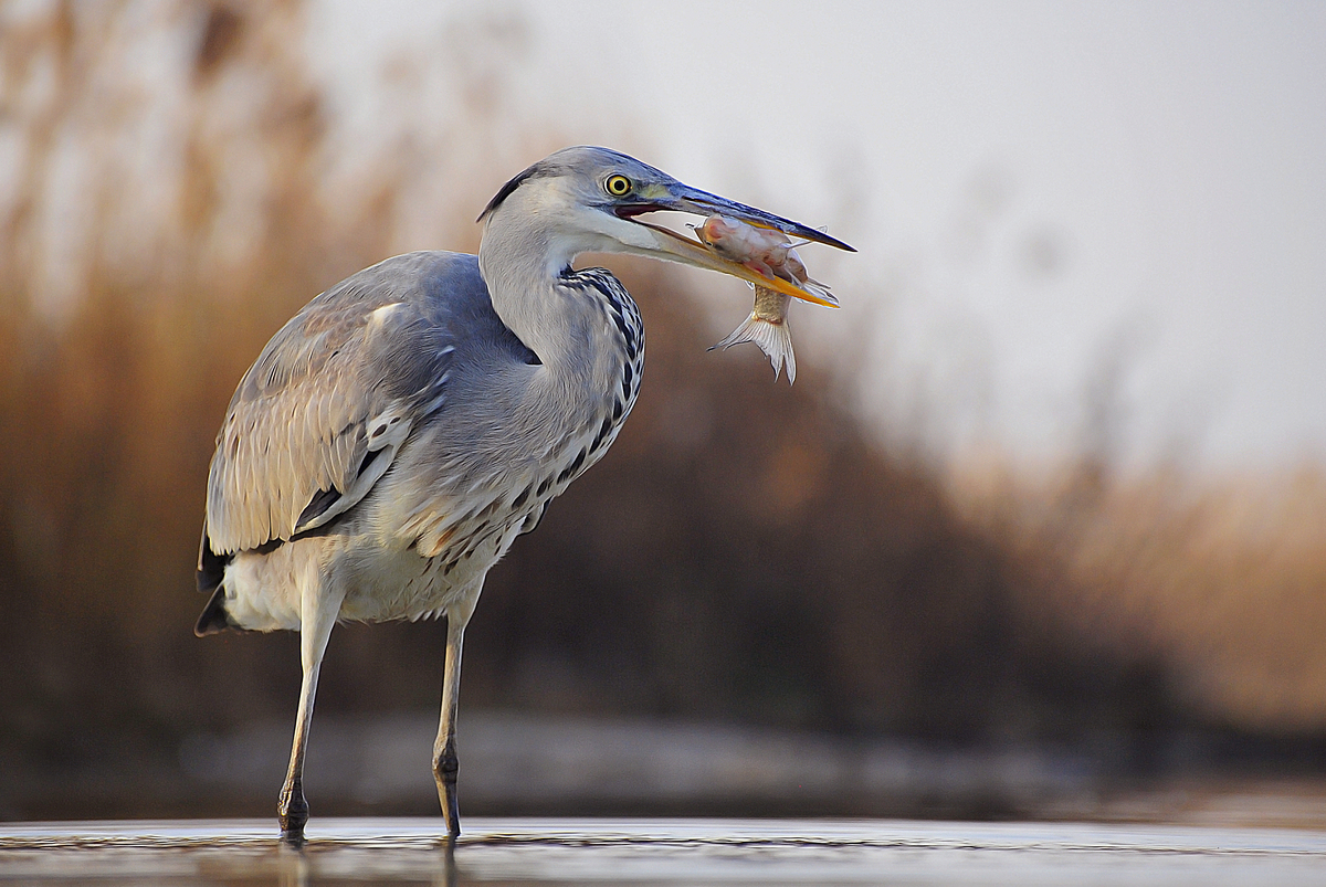 Gaál Zoltán Péter