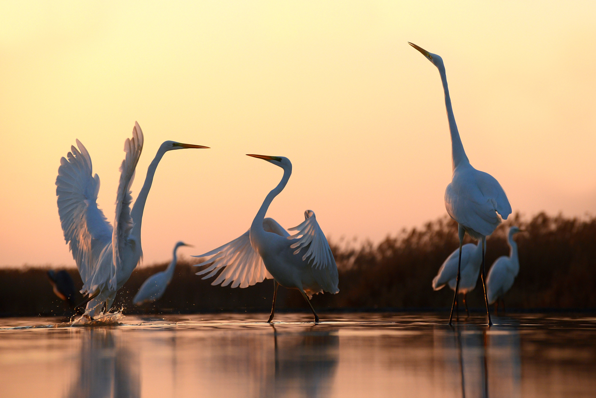 Gaál Zoltán Péter