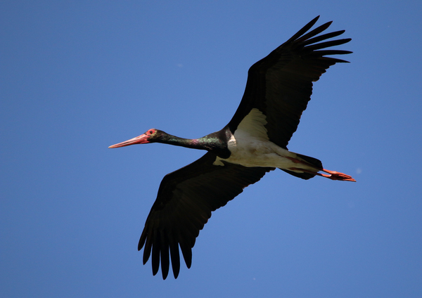 Fekete gólya röptében