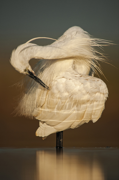 Hajnali tollászkodás