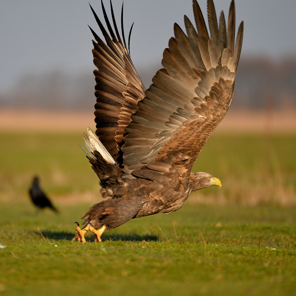 Vigyázz! Kész ! Rajt!