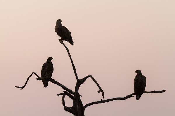 Alkony a Hortobágyon