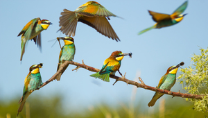 Színkavalkád Színkavalkád