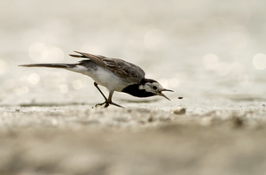 Hamm bekaplak Hamm bekaplak