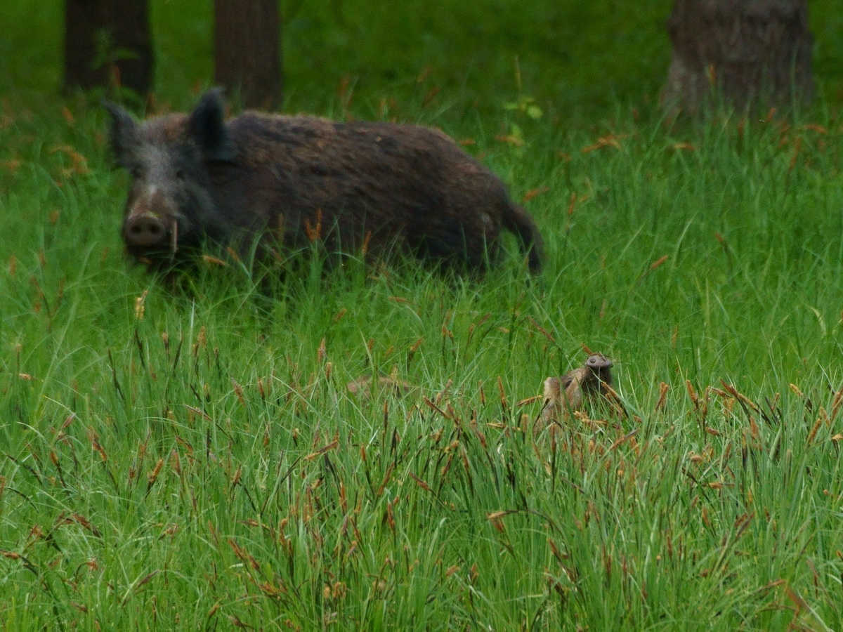 Kalmár Lajos Gábor