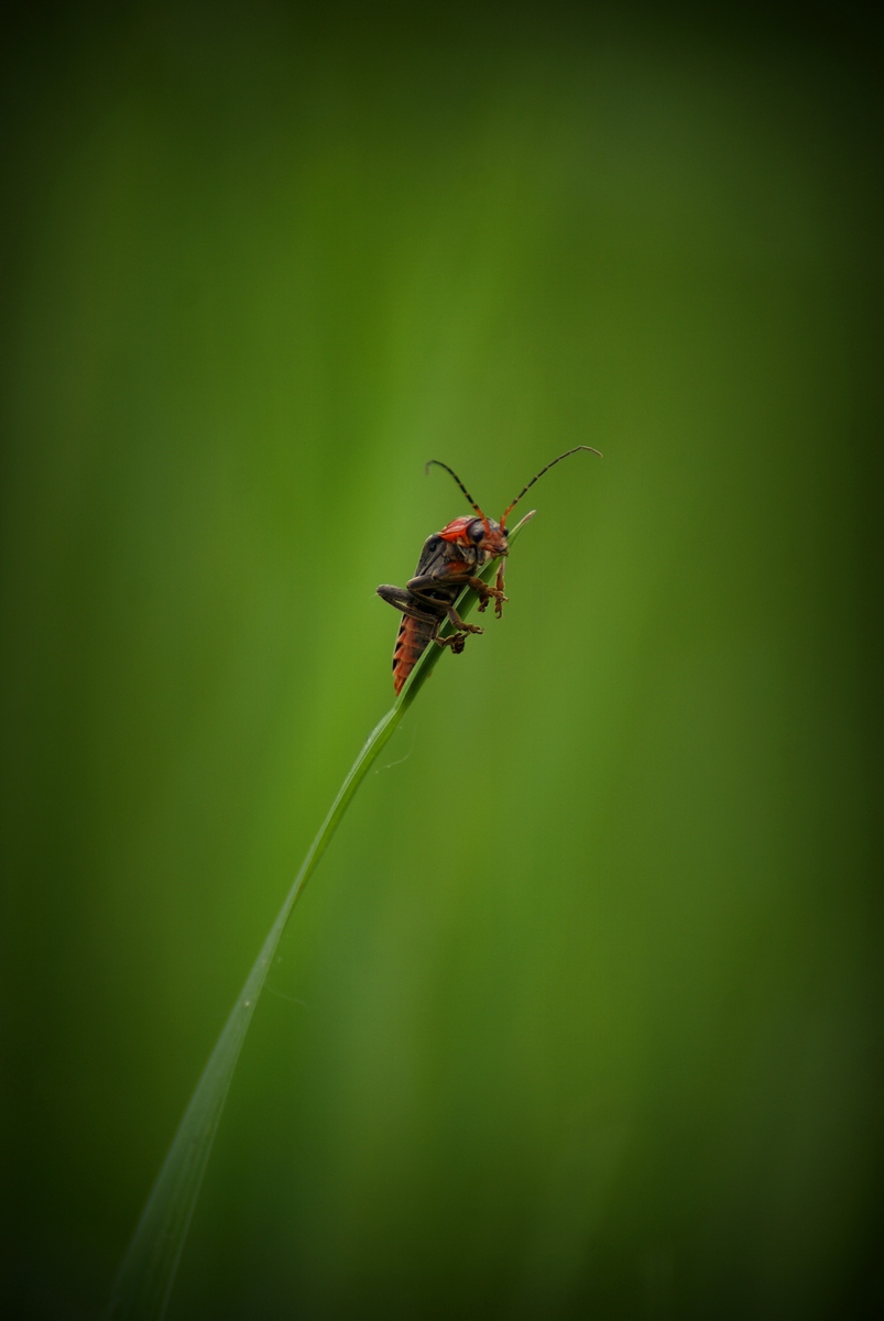 Laczkó-Magyar György