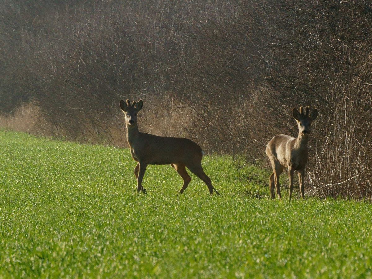 Kalmár Lajos Gábor