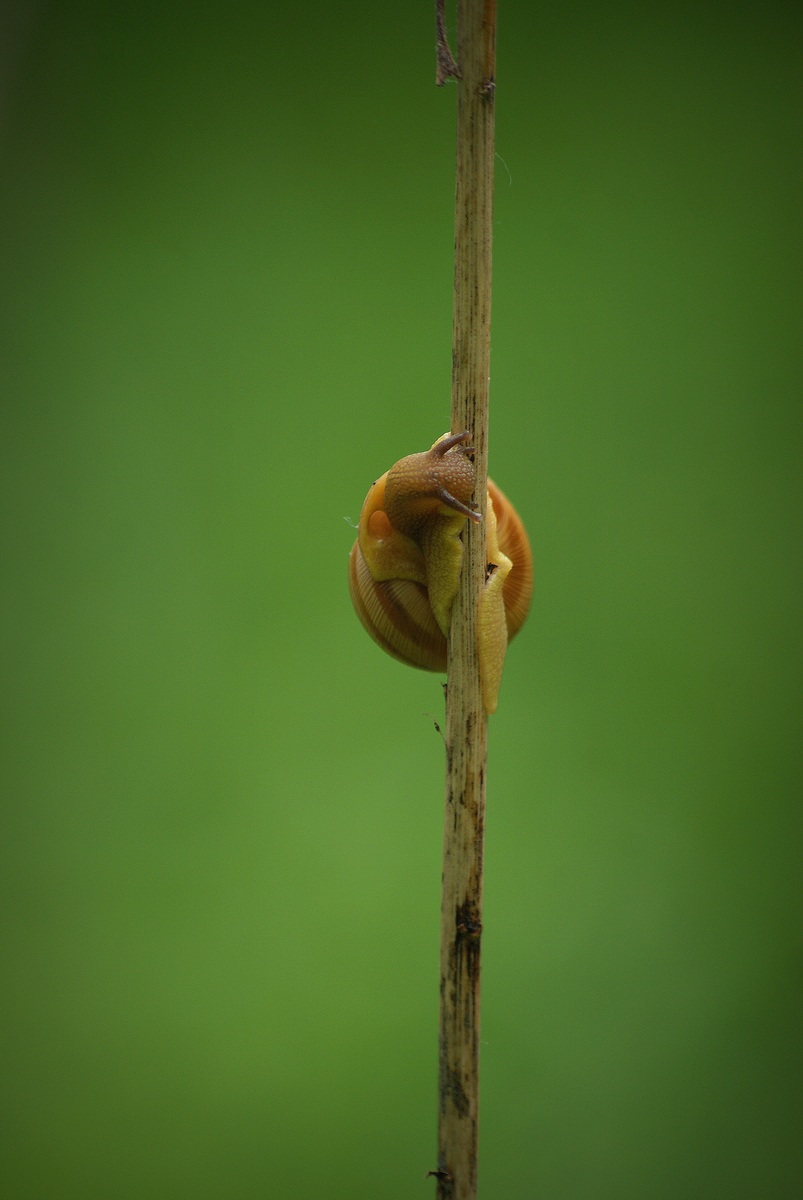 Laczkó-Magyar György