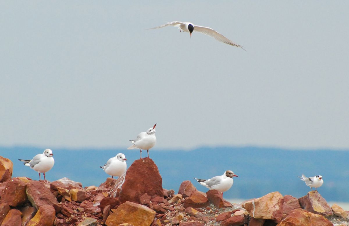 Gaál Zoltán Péter