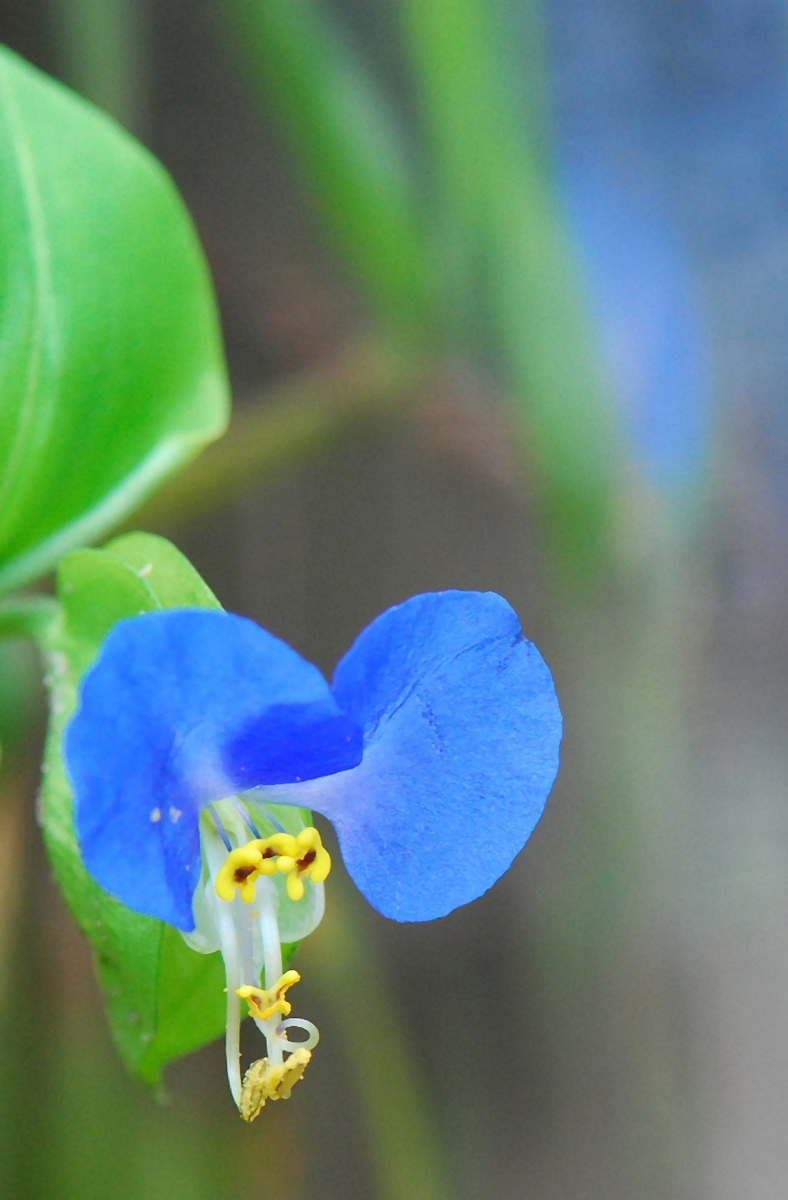Gaál Zoltán Péter