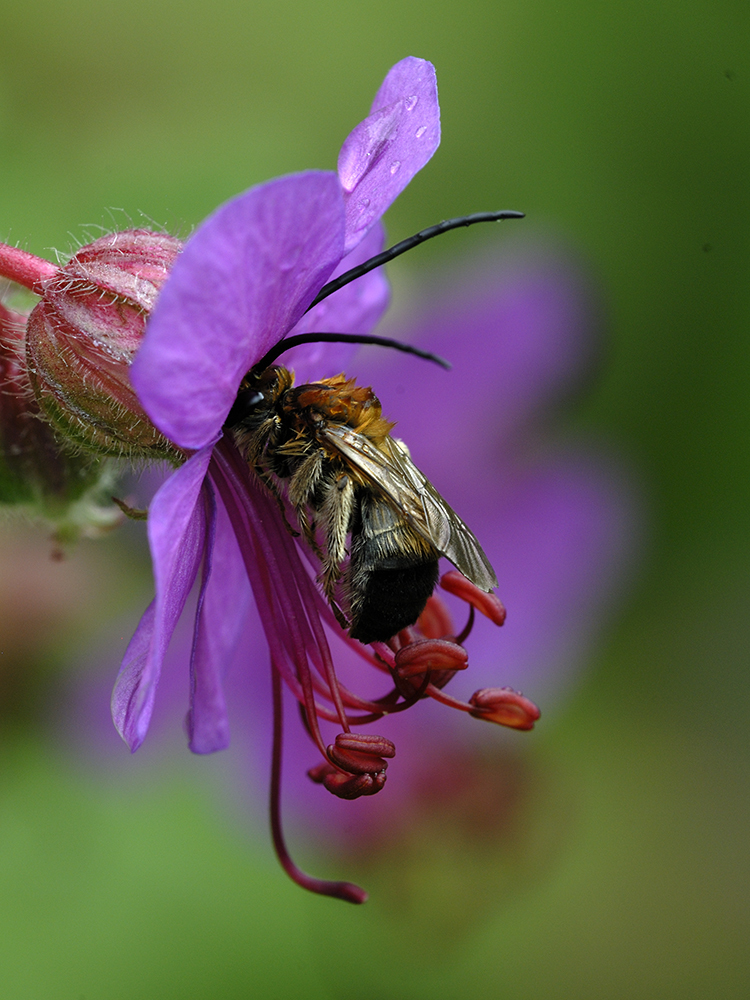 Násfayné Kőházi Mária