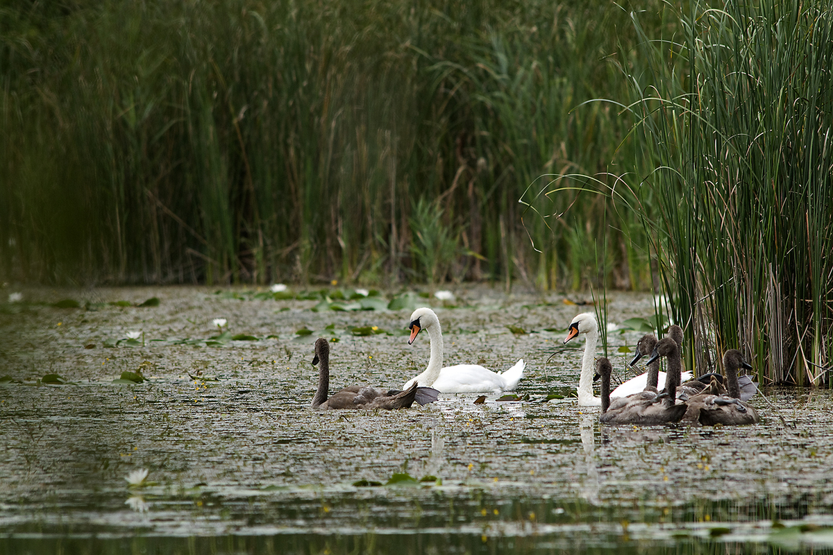 Násfayné Kőházi Mária